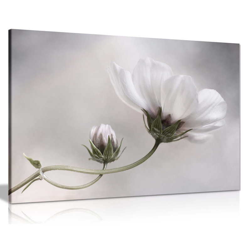 White Cosmos Flower Floral Garden - Wrapped Canvas Print, 61cm H x 91cm W