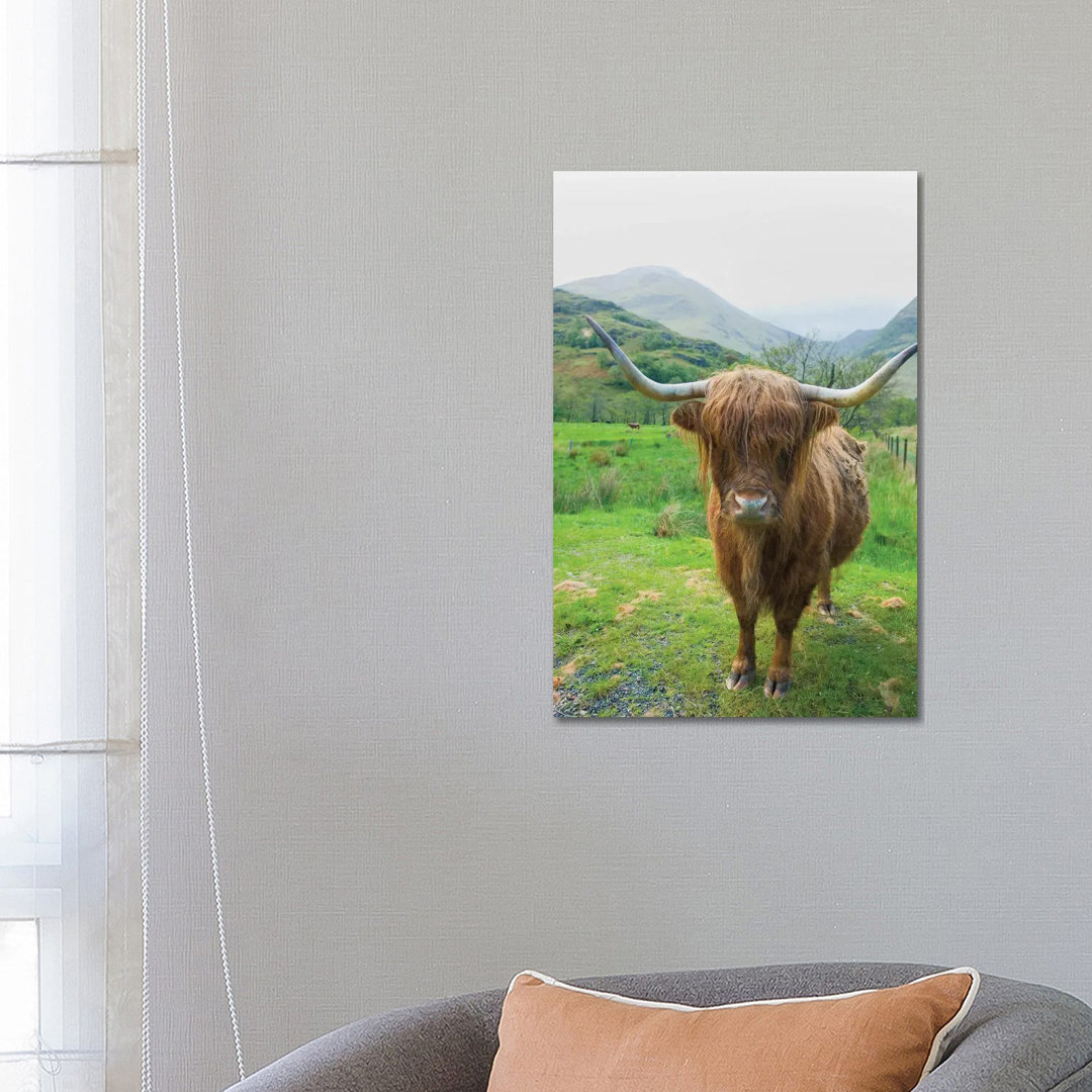 Scottish Highland Cattle VI by Alan Majchrowicz - Wrapped Canvas Print