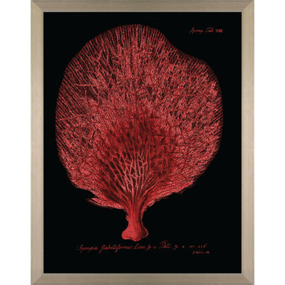 Flabellum On Black I Print