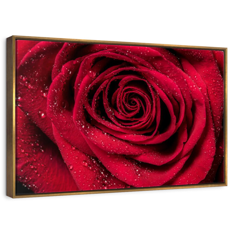 Rosée rouge veloutée, Cadre flottant doré, 37 po x 25 po