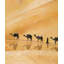 «Walking in the Desert - Wildlife», reproduction encadrée avec passe-partout brun