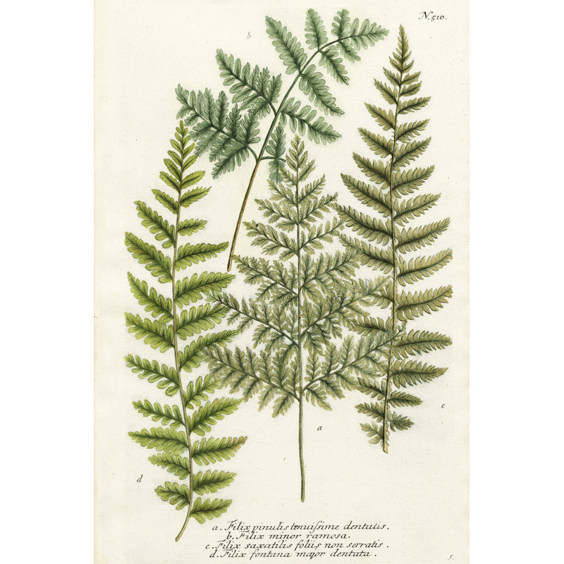 Fougère se rassemblant I, H 12 po x l 8 po x P 1,25 po