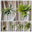 Plante à rustique