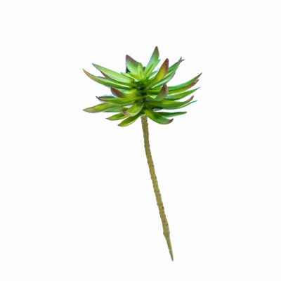 Succulent cactus echeveria
