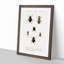 Beetle Illustrations PL.7a by Charles D'Orbigny - Single Picture Frame Print-55544082-55544083