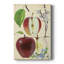 «Apple and Blossom Study II», impression sur toile tendue-265686540