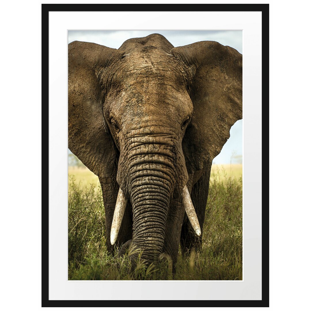 Gerahmtes Poster Imposanter Elefant