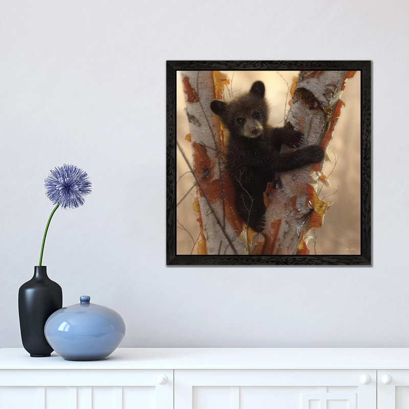 Curious Black Bear Cub I by Collin Bogle - Print on Canvas, 45.72 cm H x 45.72 cm W, Black Framed