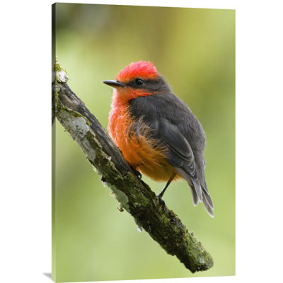 " Vermilion Flycatcher Male "