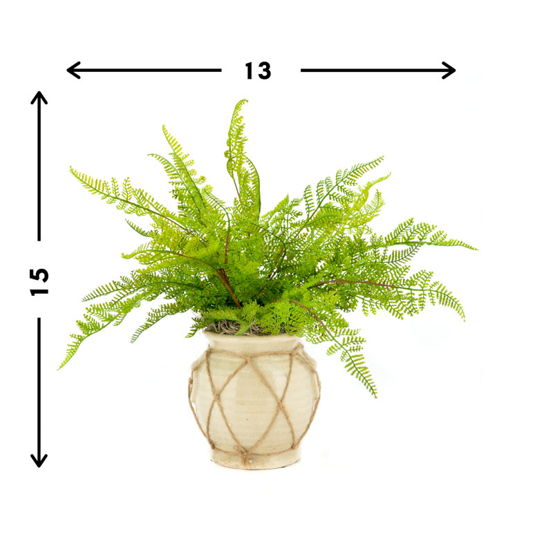 Fausse fougère Gennadios dans un vase enveloppé de ficelle