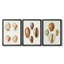 Lamarck Shells I - Toile tendue avec châssis sur mesure - 3 pièces-221831536-221831537