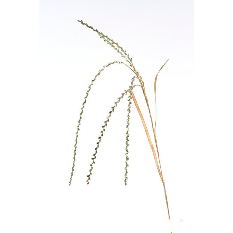 Branche de pulvérisation de riz