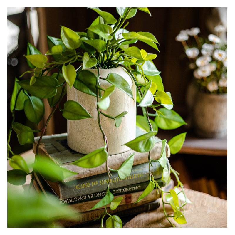 Ivy Arrangement in Pot