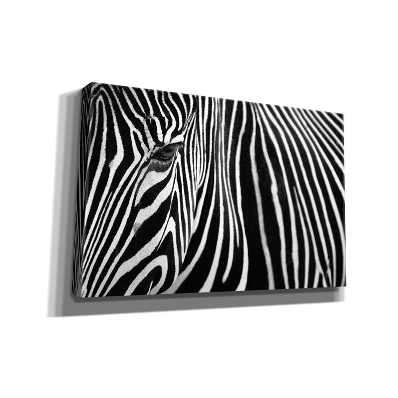 Ivy Bronx «Zebra In Lisbon Zoo» par Andy Mumford, art mural sur toile, H 26 po x l 40 po x P 1,5 po