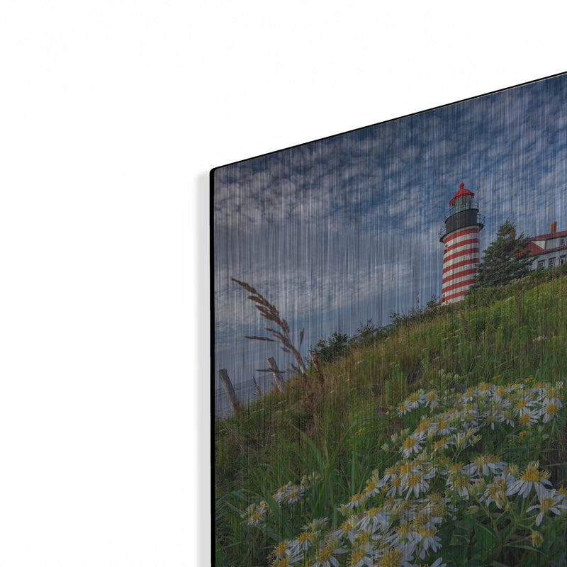 «Tall White Asters At West Quoddy Head» par Rick Berk, mur en métal, H 16 po x l 12 po