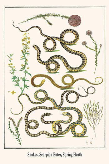 Impression d’art graphique, "serpent scorpion eater spring heath" par albertus, H 36 po x l 24 po x P 1,5 po