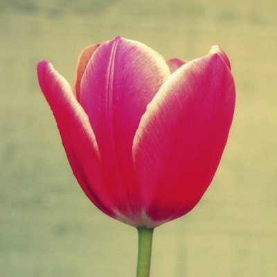 Tulipe fuchsia I