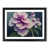 Black Framed selected