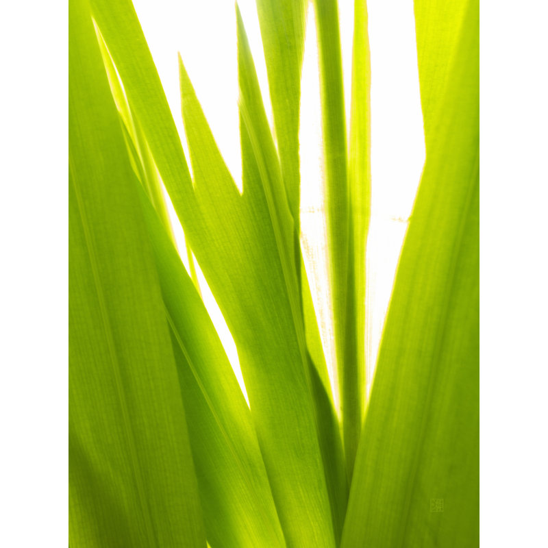 Sunkissed _ 3598 Print by Petra Trimmel, 32" H x 24" W, Wrapped Canvas