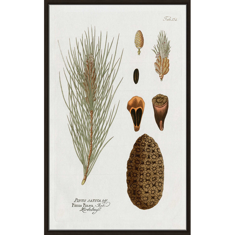 Pin botanique - Peinture, L 27,5 po x H 43,5 po, Encadrement brun
