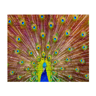 " Peacock " by Michael