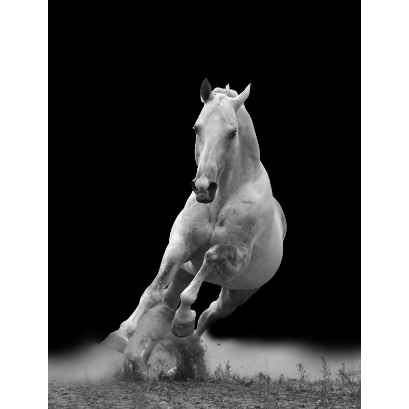 Horse Trot - Unframed Photograph, 60" H x 40" W x 1.5" D
