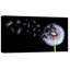 «Flying Dandelion», art mural sur toile-24714574