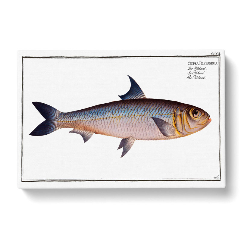 Pilchard Fish by M.E. Bloch - Wrapped Canvas Painting, 35cm H x 50cm W x 3cm D