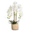 Arrangement de soie orchidée en pot