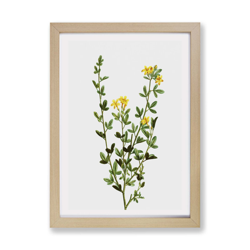 Yellow Jasmine Flowers by Pierre-Joseph Redoute - Single Picture Frame Print, 33cm H x 45cm W x 2cm D, Oak