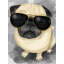 «Pug With Style» sur