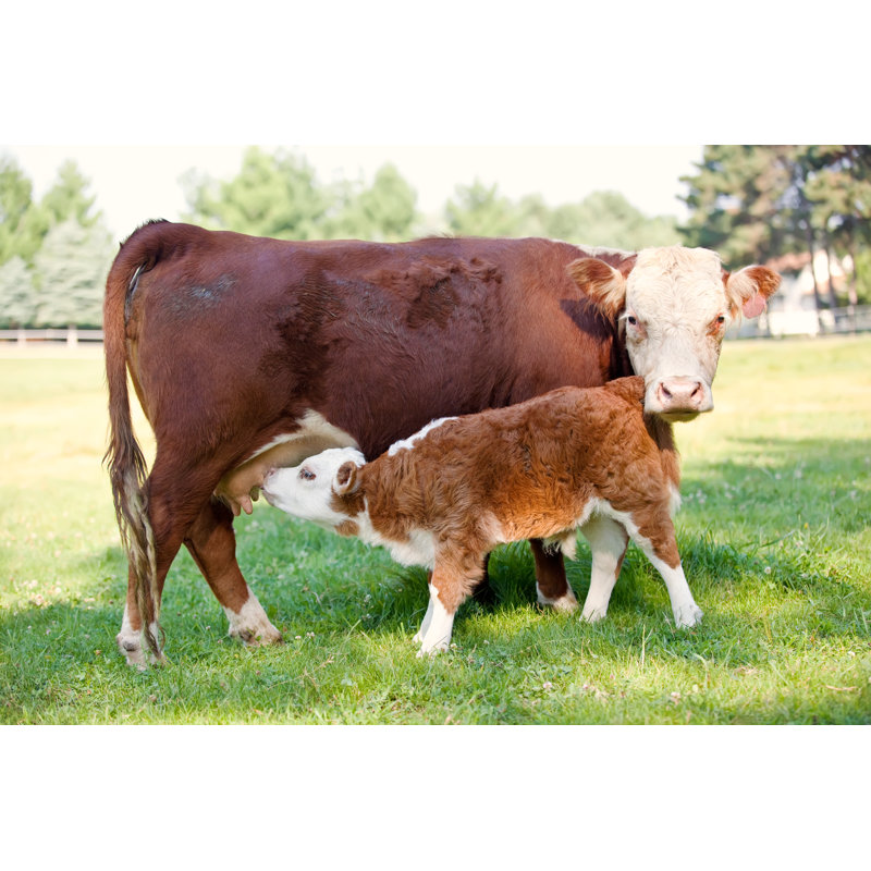 Vache et veau Hereford par Emholk, H 12 po x l 18 po
