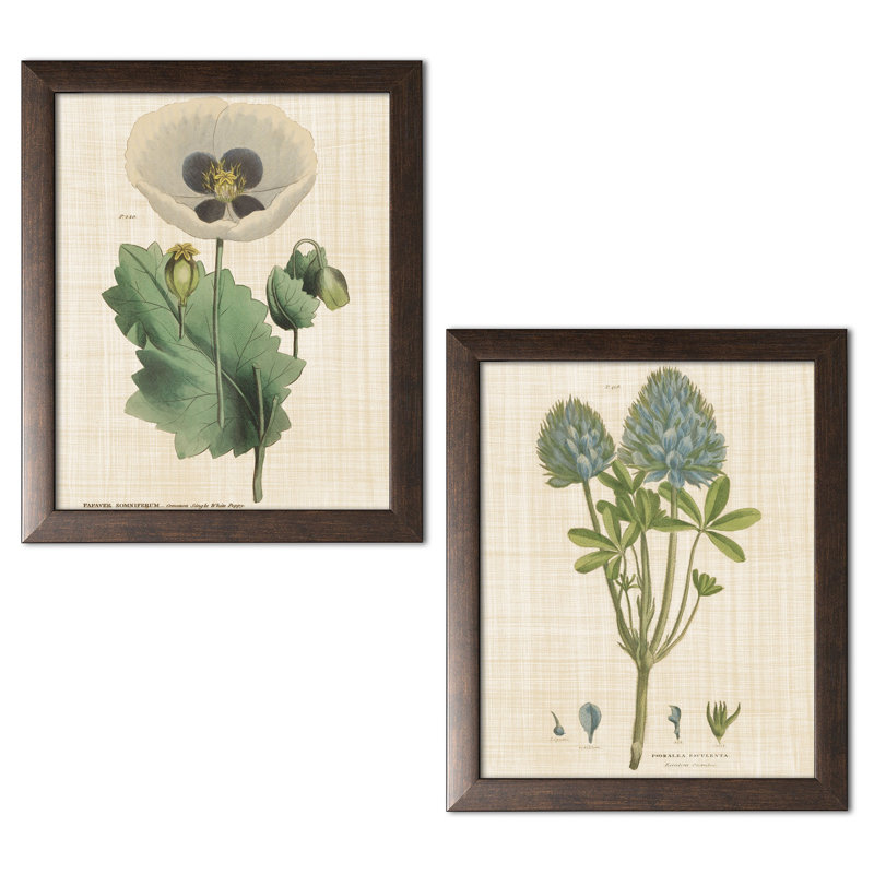 « lin herbes plantes xv & xvi » par sauvage pomme portfolio-2 pièces cadre photo, ensemble d’impression sur papier
