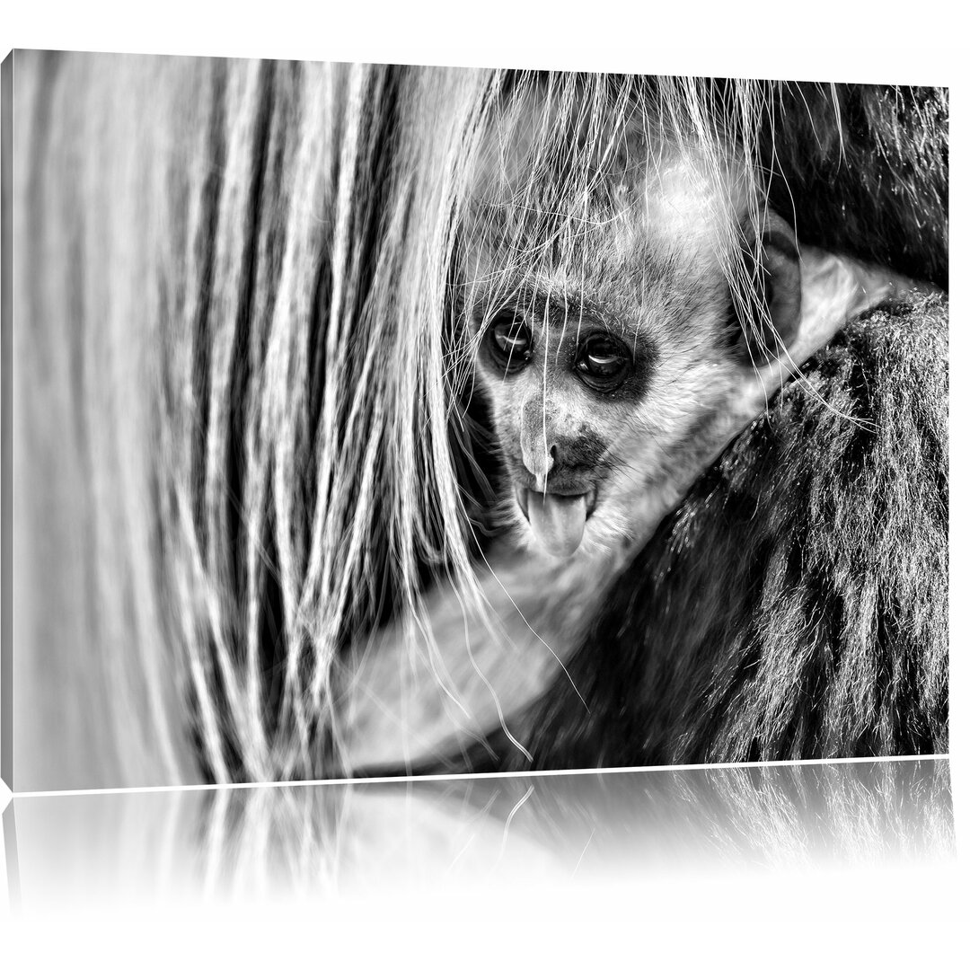 Leinwandbild Kleines Colobus-Äffchen in Monochrom