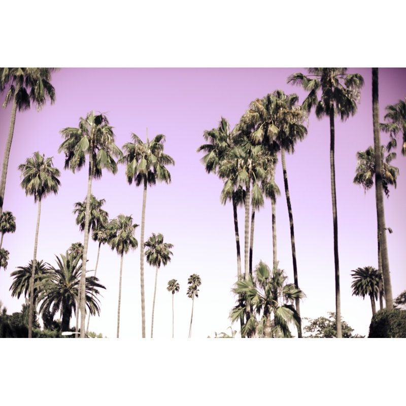 Palmiers en Californie - Photographie sur toile tendue, H 12 po x l 18 po