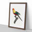 A Sun Parakeet by F. Levaillant - Framed Print-55457640-55457641