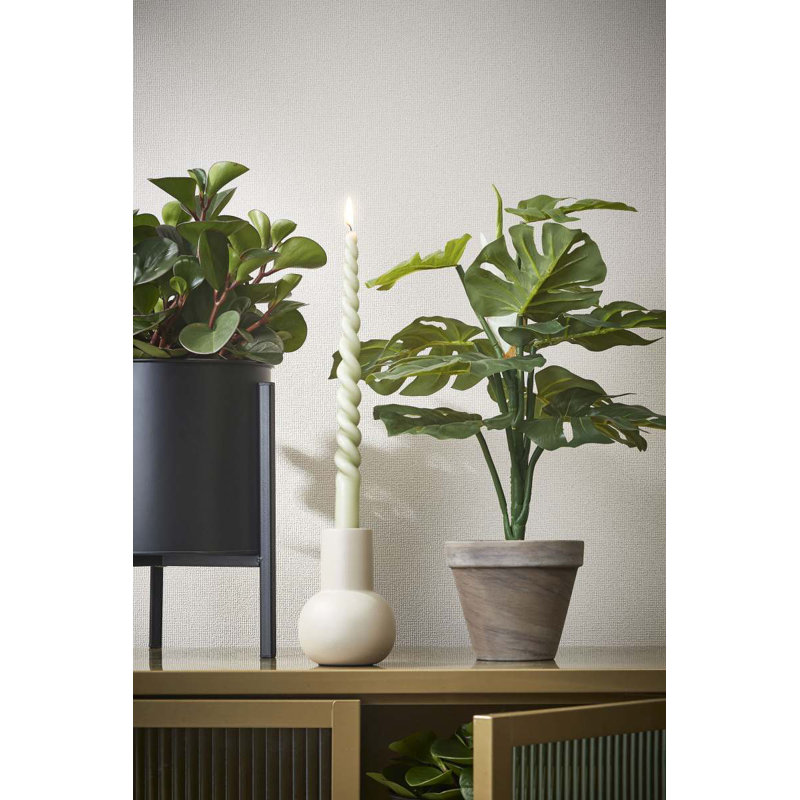 Monstera 48cm Plant