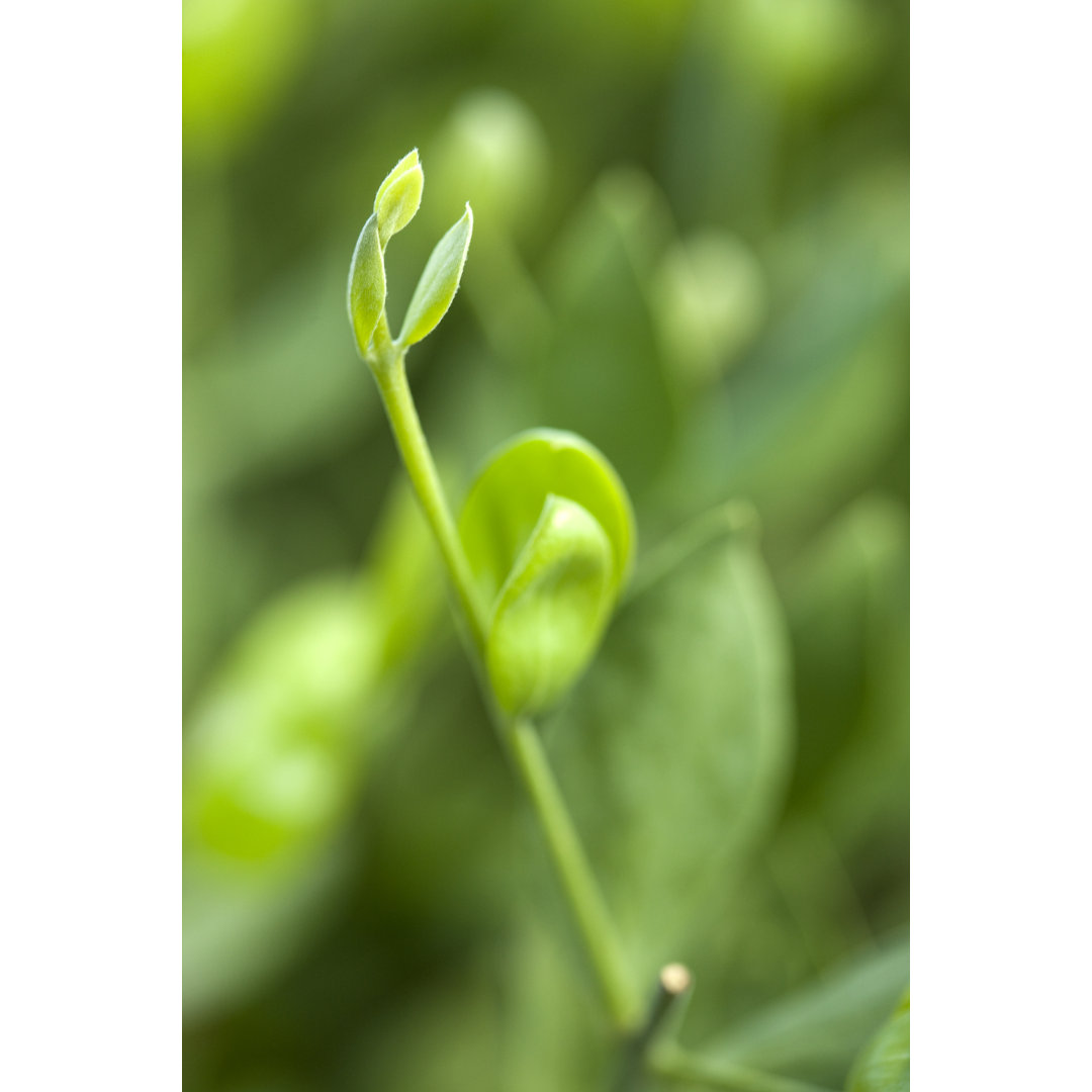 Jojoba (Simmondsia Chinensis) von AYImages - Kunstdrucke auf Leinwand ohne Rahmen