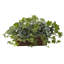 Plante ivy artificielle 13" en panier