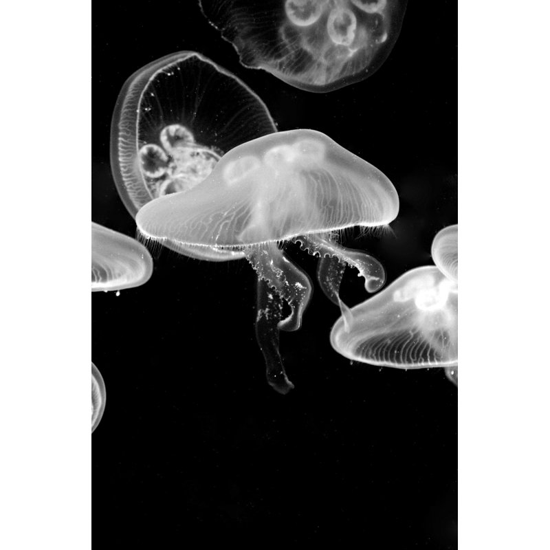 Seho Glowing Jellyfish - Wrapped Canvas Print, 46cm H x 30cm W x 3.8cm D