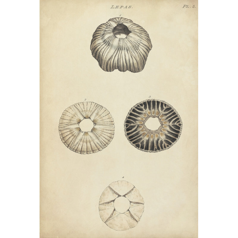 Cylindrical Shells II - Wrapped Canvas Painting, 30cm H x 20cm W x 3.8cm D