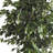 72'' Faux Ficus Tree in Pot