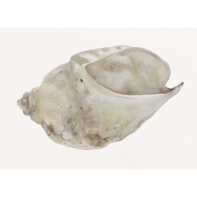 «Sea Shell 4» par Rita Taverni - photographie sur toile tendue
