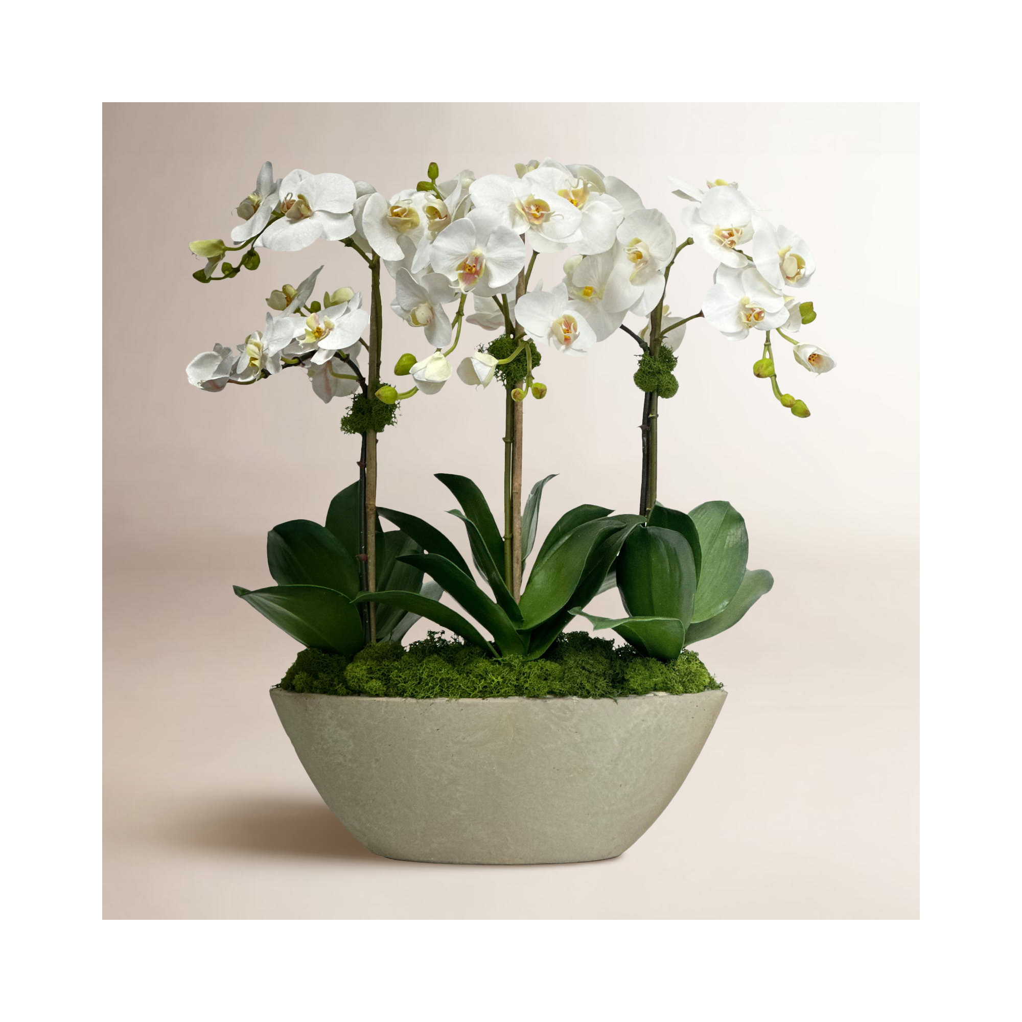 Arrangement in Pot