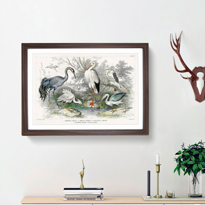 Crane, Stork, Egret & Heron by Oliver Goldsmith - Framed Print