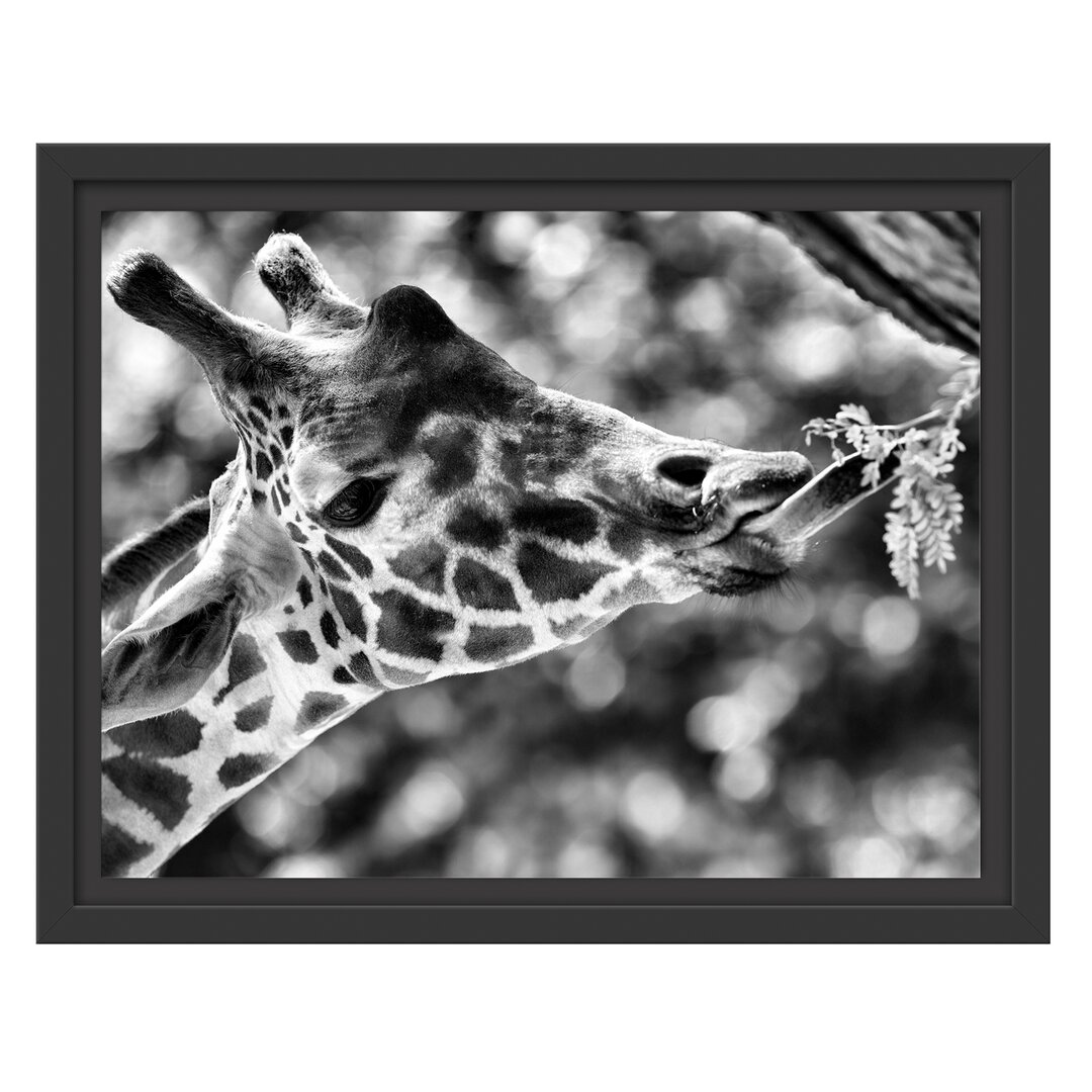 Gerahmtes Wandbild Giraffe Gesicht