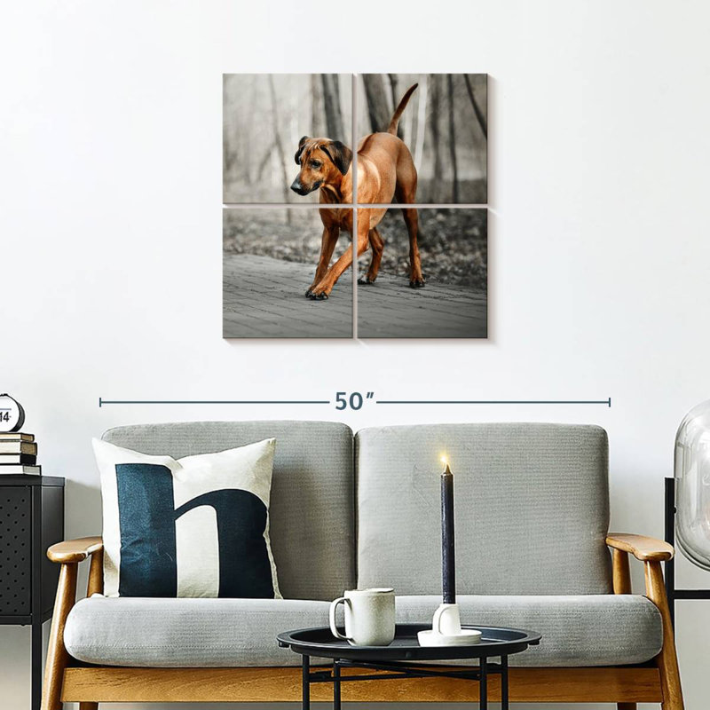 Brampt Rhodesian Ridgeback Puppy, 26" H x 26" W