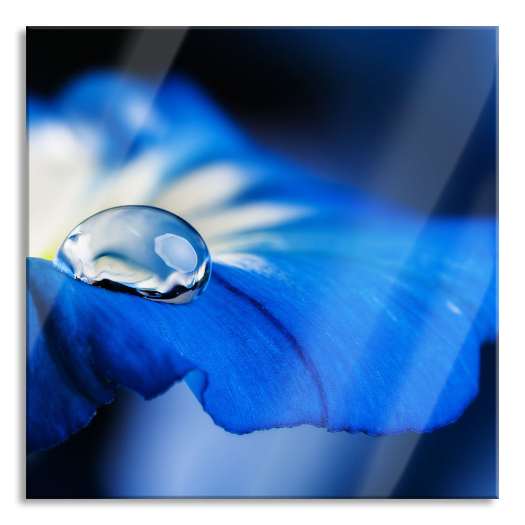 Glasbild Wassertropfen auf blauer Blüte