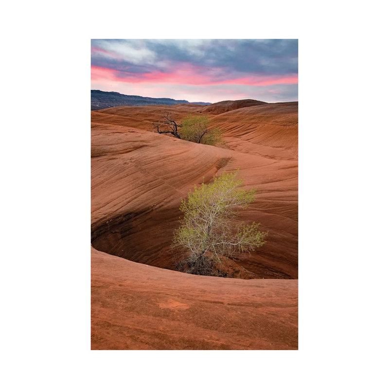 Cottonwood Tree In Hole, Grand Staircase-Escalante National Monument, Utah I by Jeff Foott - Wrapped Canvas Print