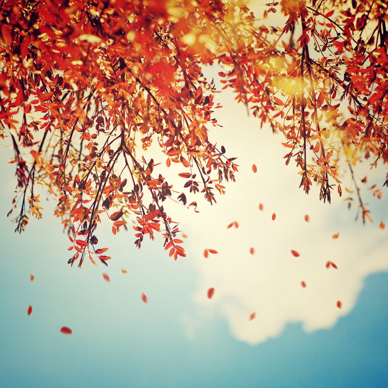Beautiful Vintage Autumn Background - Wrapped Canvas Print, 30cm H x 30cm W x 3.8cm D